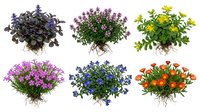 Six colorful flowering plants with exposed roots isolated on white background, featuring purple, pink, yellow, blue and orange blooms for garden design.