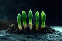 Young green seedlings sprouting from dark soil against moody background, representing new growth, renewal, and environmental sustainability for gardening and nature concepts.