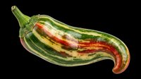 Striped green and red chili pepper isolated on transparent background, ready for stickers, t-shirt design, print on demand, clipart, and sublimation projects.