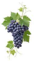 Fresh dark purple grape cluster with green vine leaves and tendrils isolated on white background for wine industry and healthy food concepts.