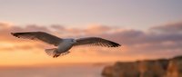 Seagull soaring with outstretched wings against dramatic sunset sky over coastal cliffs. Freedom and nature concept for travel and wildlife photography projects.