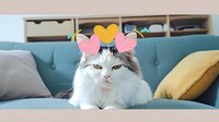 White fluffy cat wearing paper heart decorations on head while resting on teal blue sofa, yellow and gray throw pillows in cozy home setting.