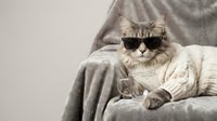 Adorable tabby cat wearing stylish sunglasses relaxing on cozy knitted sweater and soft blanket, perfect for pet fashion and lifestyle content.