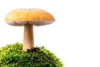 Large yellow mushroom growing on bright green moss against white background, isolated nature composition for creative design and botanical illustration.