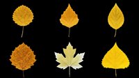 Autumn leaves collection featuring six isolated foliage elements in golden and yellow tones on transparent background. Ready for clipart, t-shirt design, sublimation, print-on-demand products, stickers and digital crafts.