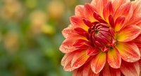 Vibrant orange and red dahlia flower in full bloom with soft blurred garden background, showcasing natural beauty and botanical elegance for floral designs.