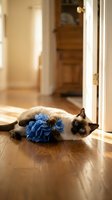 Siamese cat lying on wooden floor with blue ribbon bow in warm sunlight streaming through doorway in cozy home interior for pet photography and lifestyle content.