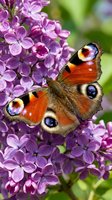 Peacock butterfly with distinctive eyespots resting on vibrant purple lilac flowers in natural garden setting, ideal for nature and wildlife projects.