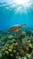 Sea turtle swimming over vibrant coral reef with sunbeams filtering through crystal clear tropical waters creating magical underwater scene.