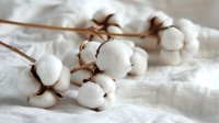 Natural cotton flowers on white textile background, showing raw cotton bolls with soft fluffy fibers and brown stems, creating minimal organic composition.