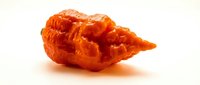 Vibrant orange habanero pepper isolated on white background, fresh spicy ingredient for cooking and culinary design projects.