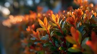 Vibrant orange and green foliage with bokeh background creates warm autumn atmosphere for seasonal garden and landscape design.