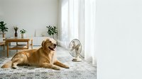 Golden retriever dog lying on patterned rug near electric fan in bright modern living room with plants and wooden furniture for pet comfort cooling.