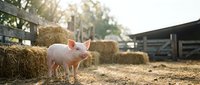 Young pink pig standing in farmyard with hay bales and wooden structures in background, suitable for agriculture, farming, livestock, and rural business content.