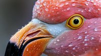 Pink flamingo head close-up with water droplets on feathers showing bright yellow eye and distinctive curved beak in stunning macro photography detail.