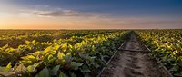 Straight dirt path cutting through vast soybean field at golden hour sunset, agricultural landscape with rows of green crops extending to horizon.