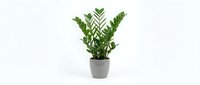 Zamioculcas zamiifolia houseplant in modern gray pot isolated on white background for interior design and home decor projects.