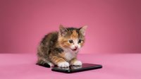 Tabby kitten with white paws sitting on smartphone against pink background, isolated for design use on merchandise and digital projects.