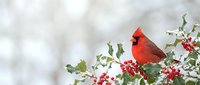 Bright red male cardinal perched on holly branch with vibrant berries against soft winter background for seasonal greeting cards and nature designs.