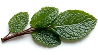 Fresh green mint leaves with textured surface and dark stem isolated on white background, ready for design use in culinary, beverage, and aromatherapy projects.
