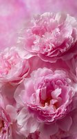 Delicate pink peony flowers in full bloom against soft pink background, creating romantic floral composition for wedding invitations.