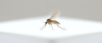 Mosquito insect standing on white surface against neutral background, suitable for educational materials, pest control advertising, and scientific illustrations.