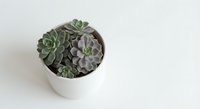 Small succulent plants in white ceramic pot on clean background for home decor and gardening projects.