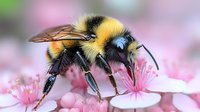 Fuzzy bumblebee pollinating delicate pink cherry blossoms in spring, macro photography shows detailed wings and body against soft pastel background.
