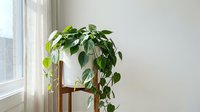 Lush green pothos plant cascading from wooden plant stand near bright window in minimalist modern interior for home decor and indoor gardening.