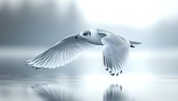 Graceful seagull with spread wings flying low over calm water surface in misty morning light, creating mirror reflection against soft blue atmospheric background.