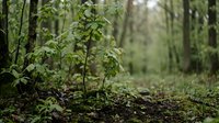 Young saplings and seedlings growing on forest floor with mature trees in background, suitable for environmental, sustainability, reforestation, and nature conservation projects.