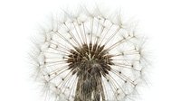 Mature dandelion seedhead with delicate white fluffy seeds radiating from brown center, isolated on white background for design and botanical projects.