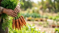 Farmer holding fresh harvested carrots with green foliage in vegetable garden field, organic produce farming and agriculture.