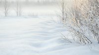 Serene winter landscape with pristine snow drifts and dried grass stems creating natural textures in peaceful countryside setting.