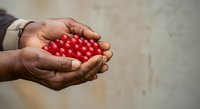 Hands holding fresh red currants, ripe berries in palm, organic fruit harvest, natural food produce for cooking and healthy eating.