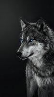 Majestic gray wolf with striking blue eyes against dark background, dramatic black and white portrait of wild predator with intense gaze.
