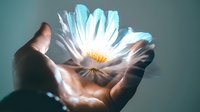Glowing white daisy flower floating above cupped hands with magical light rays and energy beams creating ethereal spiritual healing concept.