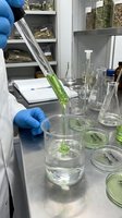 Scientist in white coat and blue gloves pouring green liquid extract into glass beaker during botanical research experiment in laboratory setting with storage cabinets.