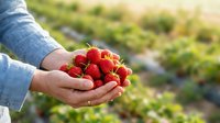 Young adult with fair skin wearing denim shirt holding fresh red strawberries in cupped hands at farm during harvest season, agricultural background.