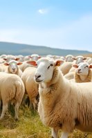 Flock of white sheep grazing on summer mountain pasture, close up portrait of curious woolly ewe looking at camera against blurred herd background.
