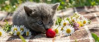 Gray kitten playing with red ball and white daisy flowers outdoors on ground, cute pet animal for greeting cards and children's content.