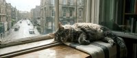 Tabby cat resting on windowsill overlooking urban street with historic architecture and pedestrians below, lazy afternoon indoor pet scene.