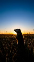 Opossum standing upright in a grassy meadow at golden sunset, silhouetted against a vivid blue and orange sky in the wild.