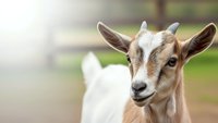 Young brown and white goat looking at camera in sunny farm setting with soft bokeh background for agriculture and livestock concepts.