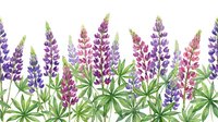 Watercolor lupine flowers in purple and pink hues with green foliage on white background for spring garden designs and botanical illustrations.