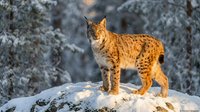 Eurasian lynx standing on snowy rock in winter forest with golden sunlight illuminating spotted fur coat and tufted ears in natural wildlife habitat.