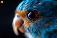 Extreme close up macro shot of blue parrot eye and beak against black background showing detailed feathers and intricate eye structure in vibrant colors.