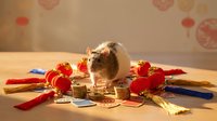 Rat sitting among stacked coins and red decorative elements with lanterns in background, symbolizing wealth and prosperity for financial success concepts.
