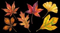 Autumn leaves collection isolated on transparent background, ready for t-shirt design, clipart, stickers, sublimation and print-on-demand projects.