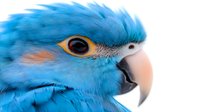 Close up portrait of bright blue macaw parrot head showing detailed feathers, distinctive eye, and curved beak against white background, suitable for nature publications.